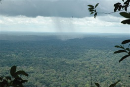 Carbon-based Approaches for Saving Rainforests Should Include Biodiversity Studies